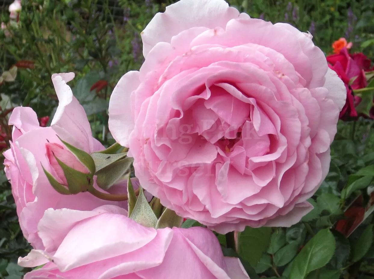 Rosa 'Princess Claire of Belgium'